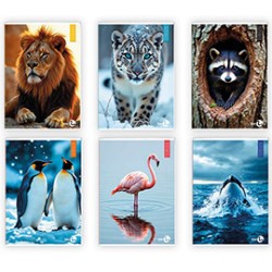 Maxiquaderno A4 40fg+2 80gr 5mm c/margine Animal BM - Conf da 10 pz.